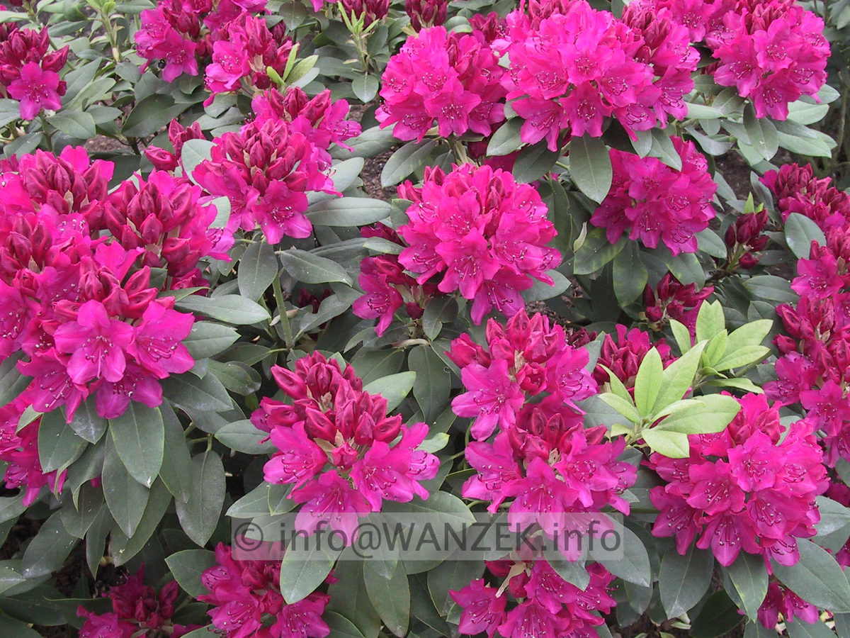 Rhododendron Van Der Hoop 03.JPG
